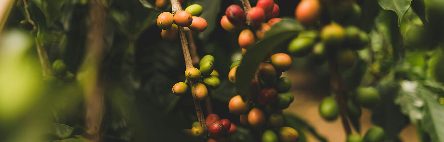 Olives on an olive tree