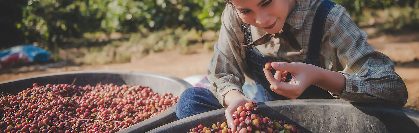 Grape harvest