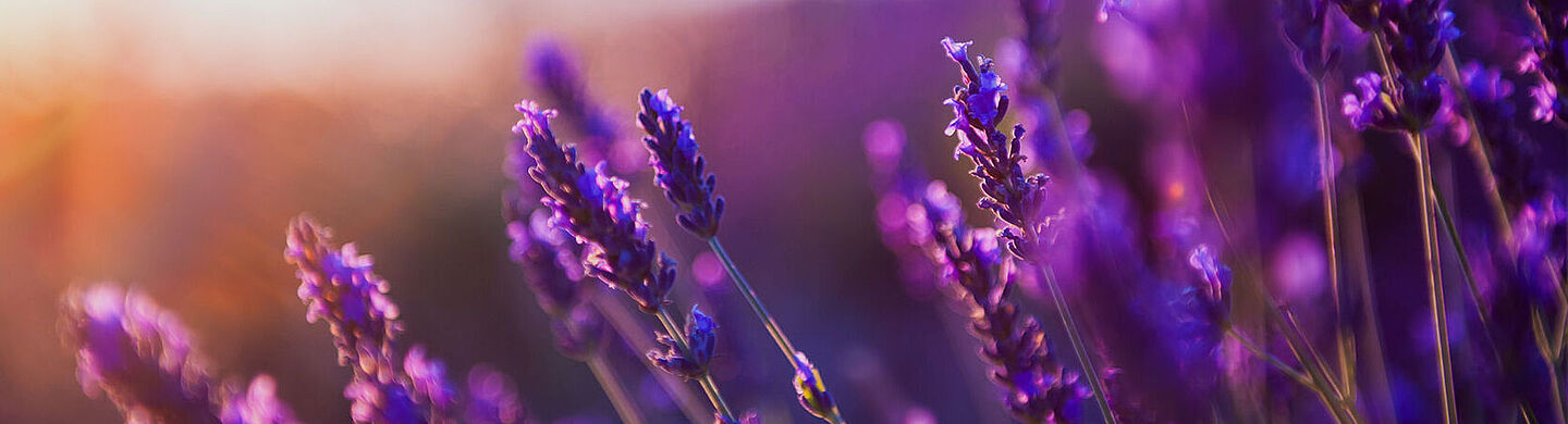 lavender