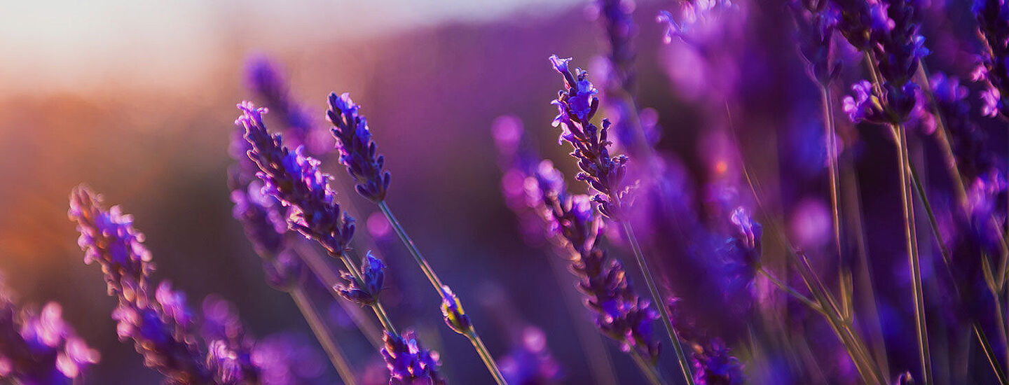 lavender