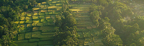 Rice fields