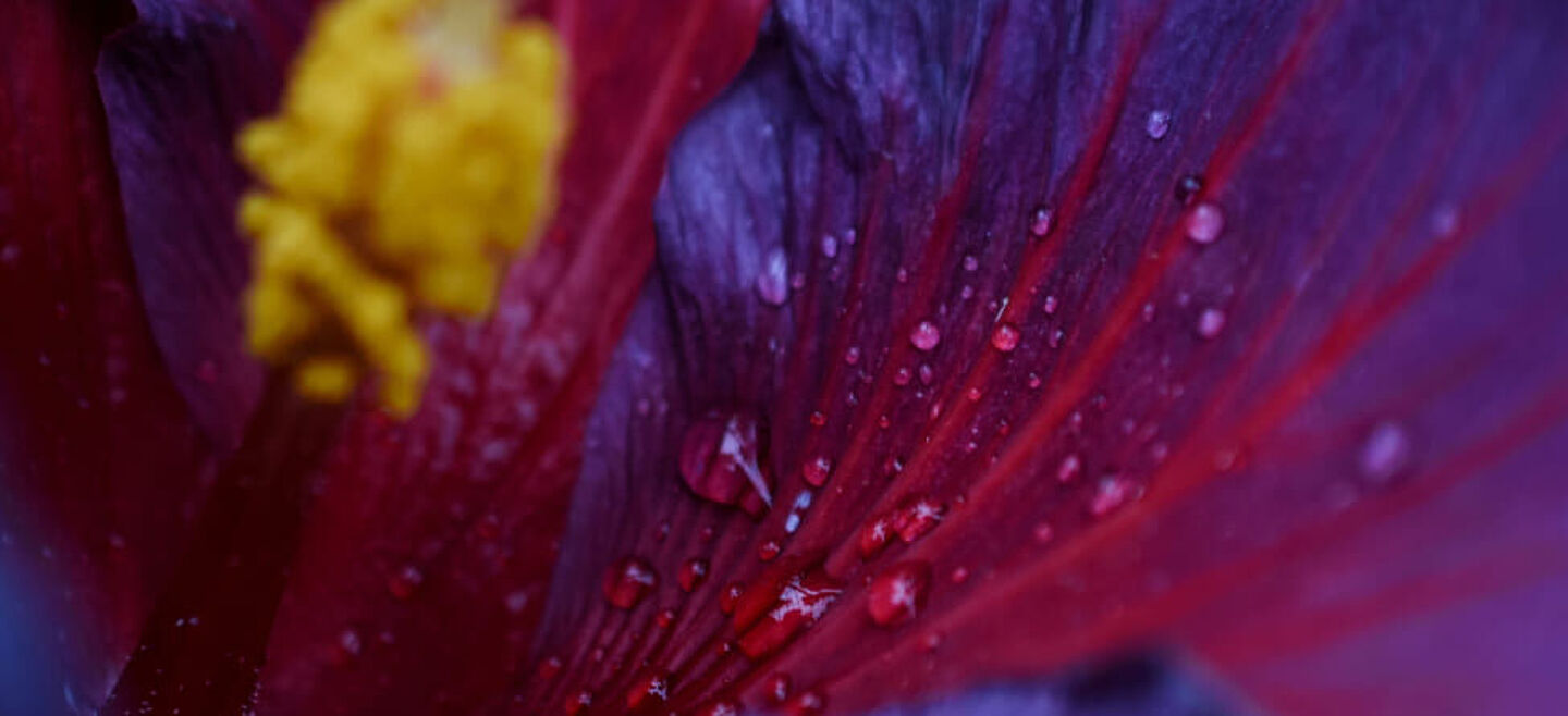 purple flower