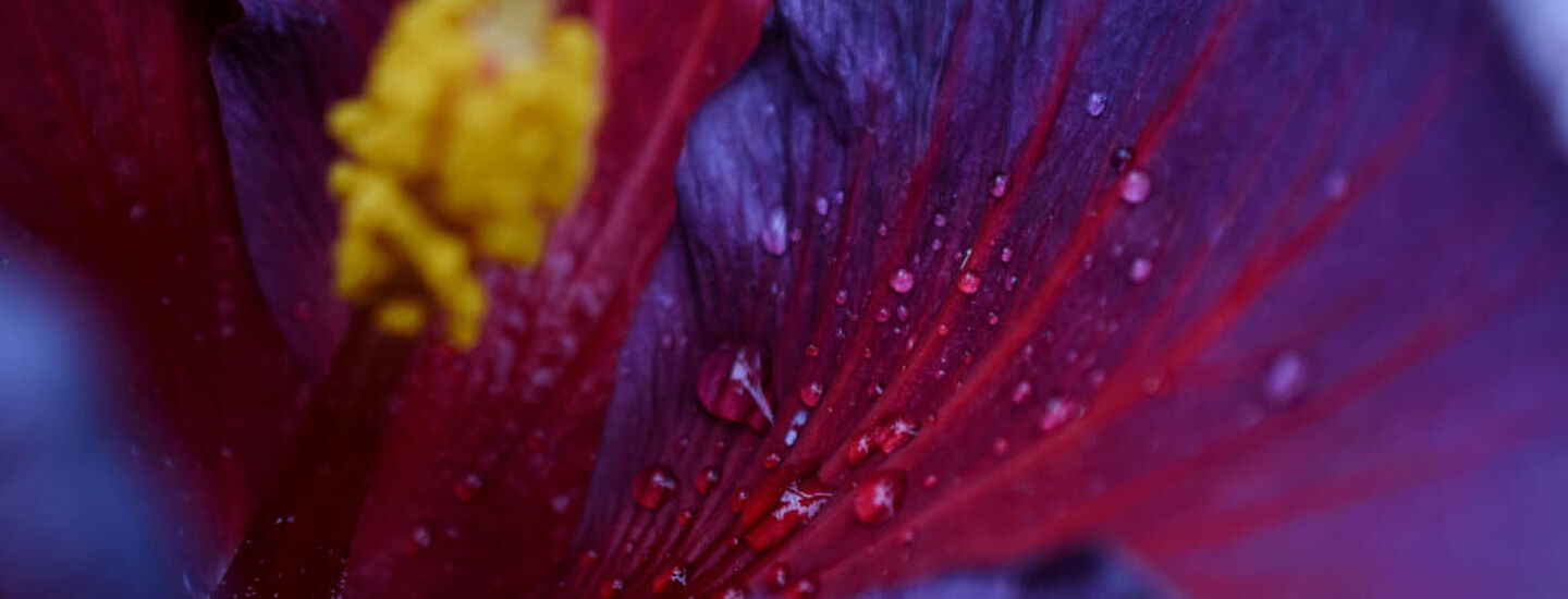 purple flower