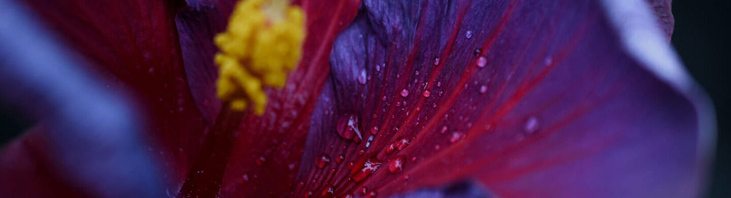 purple flower