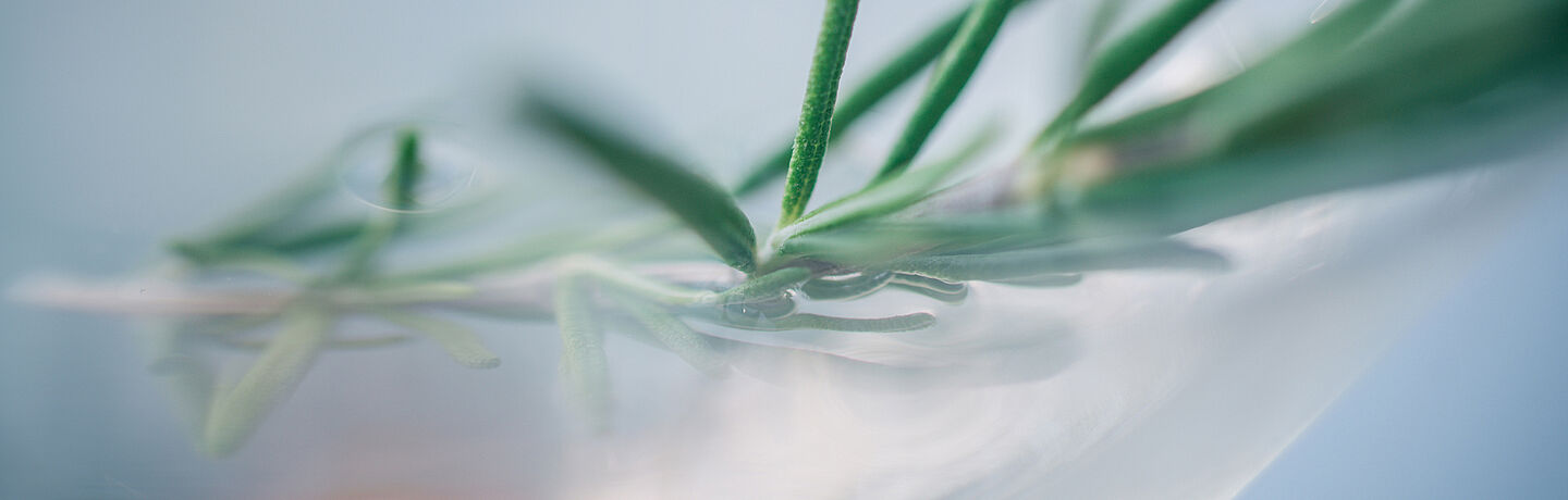 Clear sprit with rosemary 