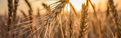  Primer plano de un campo de trigo al atardecer, ideal para contenido sobre agricultura, productos de grano o recursos naturales.