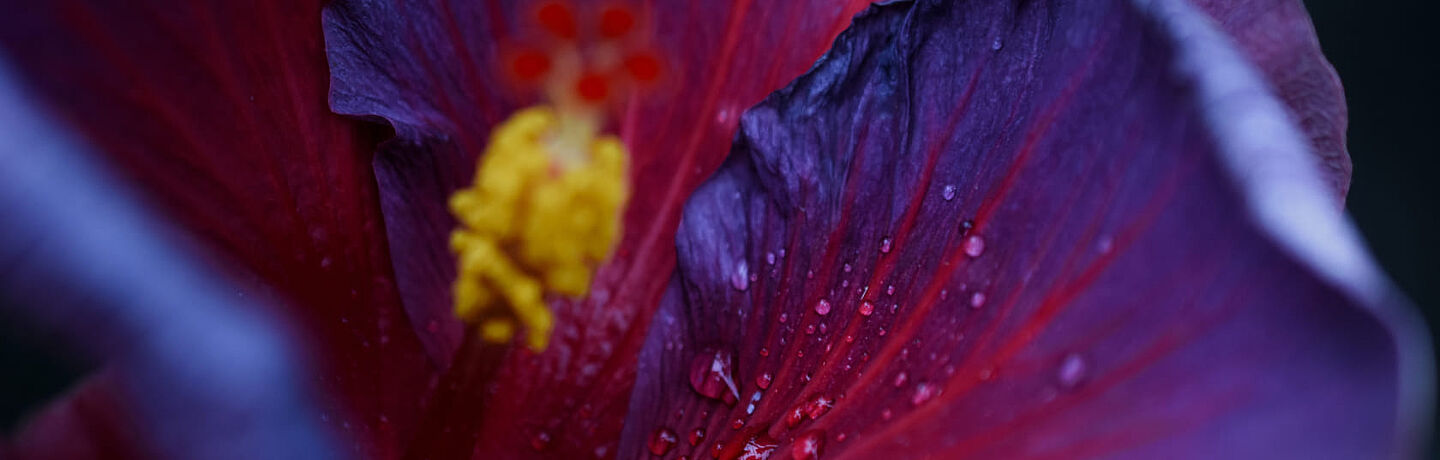 purple and red leaf