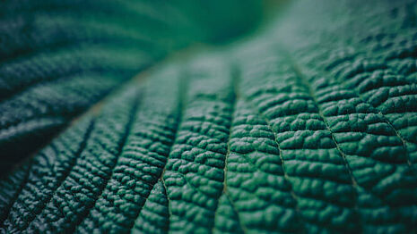 green leaf